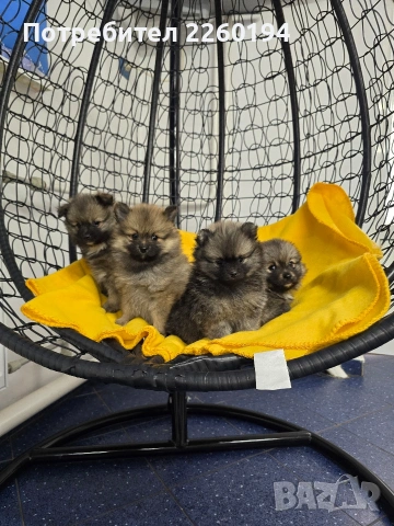 Померан, снимка 3 - Померан - 53323388