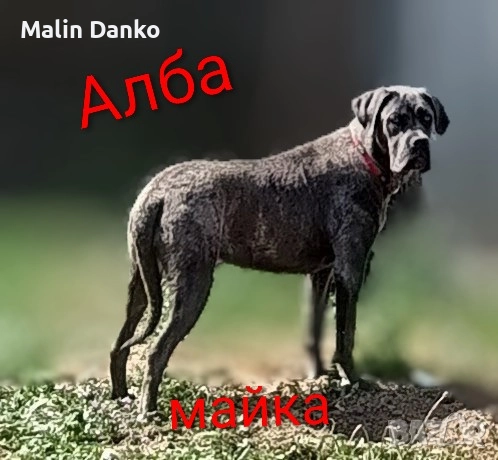 Бебета КАНЕ КОРСО, снимка 6 - Кане корсо - 52788488