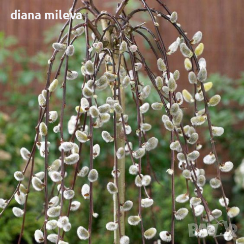 Японска плачеща върба на присадка 120 см,  Salix caprea Кilmarnock , снимка 1