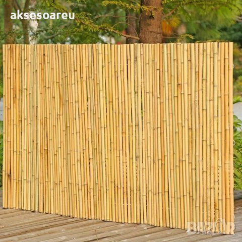 100 Семена от бамбук Moso-Bamboo рядко срещано растение за декорация на вашата градина бамбук мосо б, снимка 13 - Сортови семена и луковици - 37712119