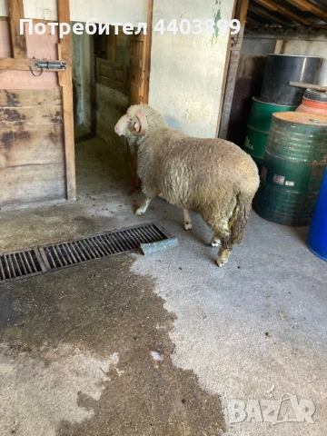 Овен Старопланински Цигай , снимка 7 - Овце - 53465184