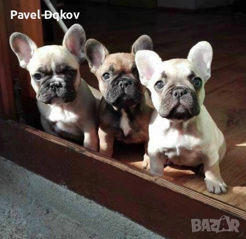 Френски булдог/Френски булдочета, снимка 2 - Френски булдог - 52546110