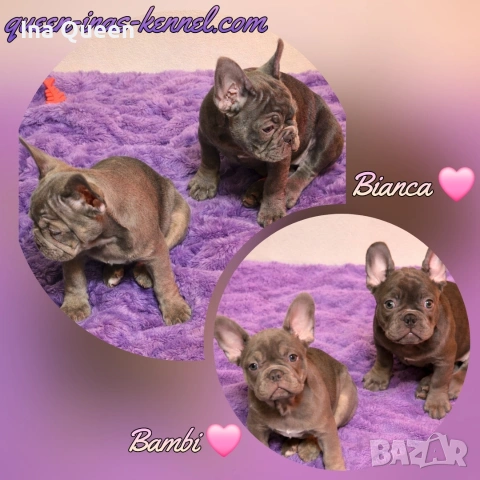 Родословни Френски Булдог Лилак 