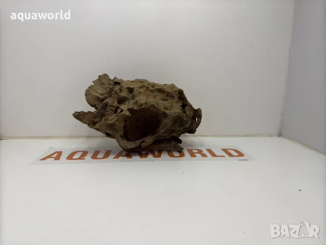 Африкански корен 13