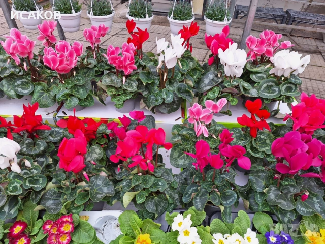 Циклама ХХХL, снимка 3 - Стайни растения - 53219722