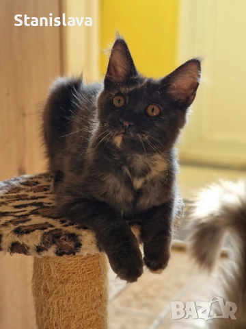 Мейн куун , снимка 1