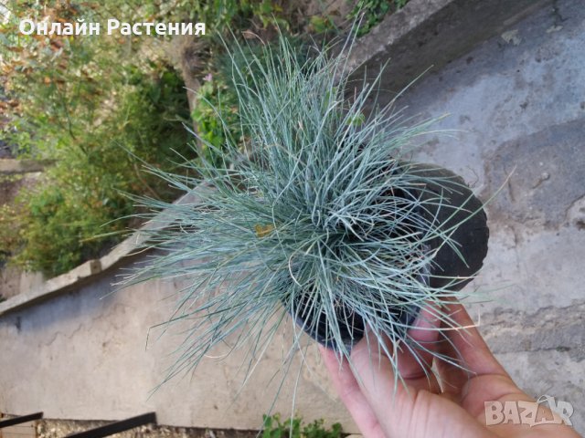 Фестука, синя трева / Festuca glauca Цена 4,50лв  1бр Студоустойчиво, снимка 2 - Градински цветя и растения - 27320520