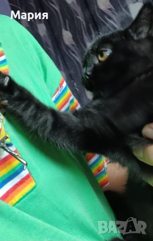 Черни британски котенца , снимка 6 - Британска късокосместа - 50832276