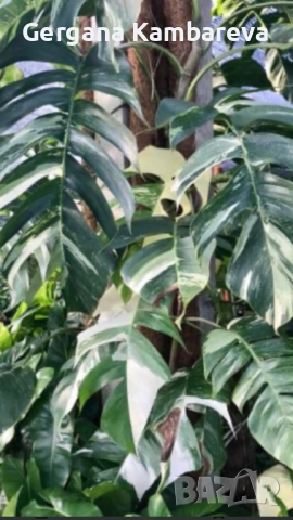 Epipremnum pinnatum Albo Variegata 