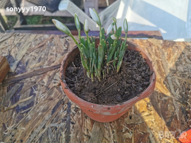 ЕКО КОКИЧЕ-ДОМАШНО 3001261607, снимка 9 - Градински цветя и растения - 53285139