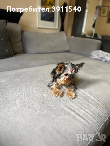Йоркширски териер, снимка 2 - Йоркширски териер - 52524099