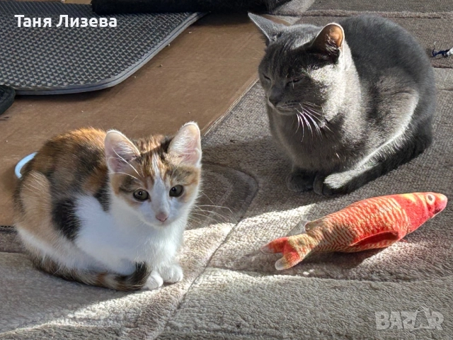 Подарявам котенца