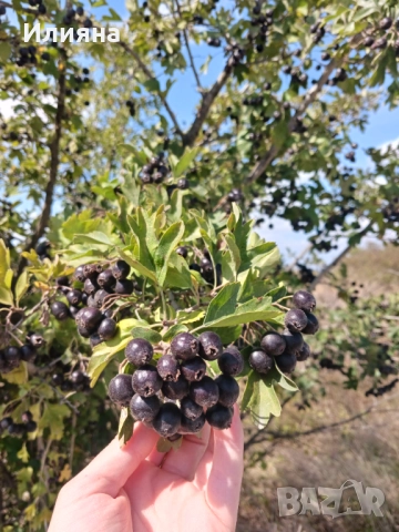 Шипка,Глог,Коприва,Лапад,Манголд,Розмарин,Самардала,Песто от Коприва, снимка 8 - Разсади - 44957834