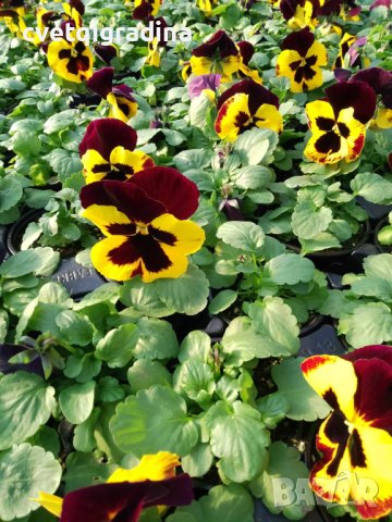  Viola wittrockiana red wing(Виола Червено крило)