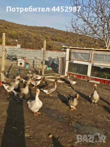 Гъски и патки, снимка 9 - Патици и гъски - 52509304