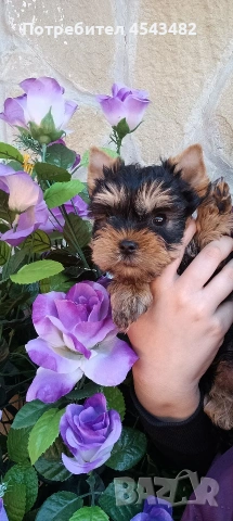 йоркширски териер мини йорки , снимка 2 - Йоркширски териер - 53250536