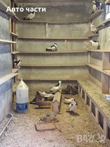 пазарджишки гълаби на хвърче не, снимка 8 - Гълъби - 48931182