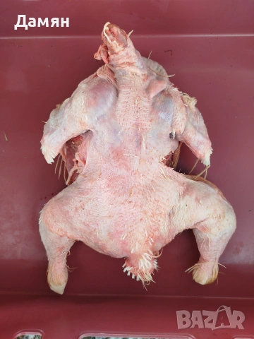 Месо за Домашни любимчи, снимка 6 - За кучета - 53465059