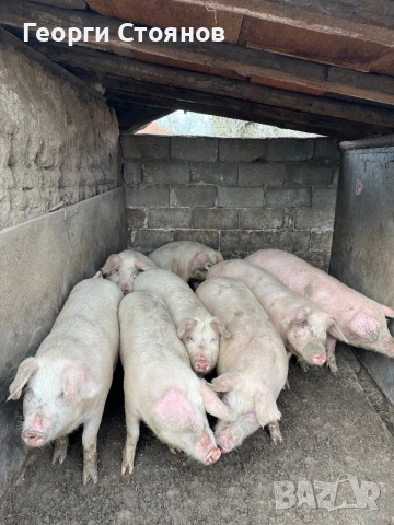 Свободни! Домашни прасета, снимка 5 - Прасета - 52829144