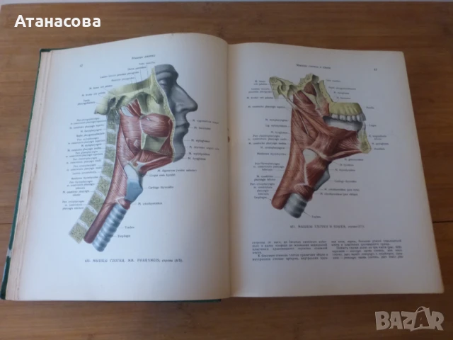 Атлас Анатомия на човека том 2 Синелников, снимка 4 - Енциклопедии, справочници - 50787735