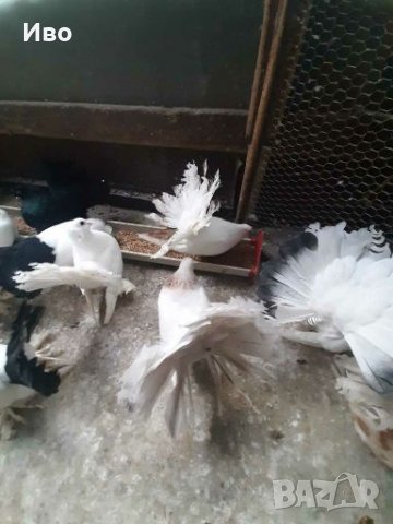 Продавам гълъби , снимка 13 - Гълъби - 20669684