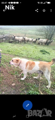 Алабайчета САО, снимка 6 - Алабай - 52978034