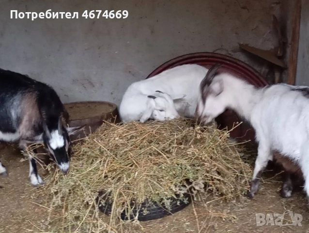 Две кози за продан, снимка 2 - Кози - 52737618
