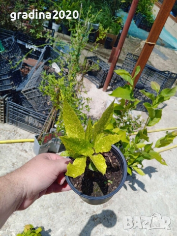 Аукуба -Aucuba, снимка 9 - Градински цветя и растения - 32259384