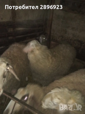 Два броя кочове, снимка 5 - Овце - 53607122