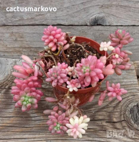 Sedum rubrotinctum Aurora или Pink Jelly Beans, снимка 2 - Стайни растения - 39861822