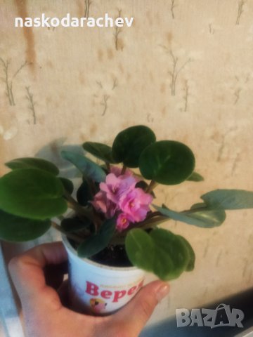 Теменужка, теменужки, сенполия розова, розов цвят , снимка 6 - Стайни растения - 43236680