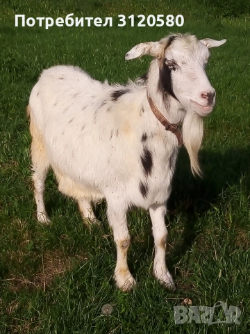 Продавам женска коза, снимка 1