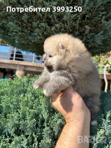 Мини померани , снимка 2 - Померан - 44295316
