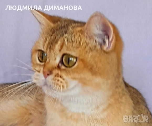 Шотландско мъжко с родословие , снимка 11 - Британска късокосместа - 52998142