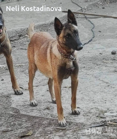 Белгийска овчарка Малиноа , снимка 8 - Белгийска овчарка - 53273246