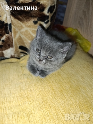 Британска късокосместа, снимка 4 - Британска късокосместа - 52705749