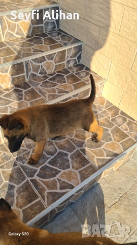 Малиноа, снимка 9 - Белгийска овчарка - 53192707