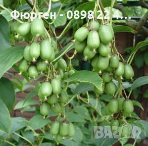 Киви Actinidia arguta Issai - МИНИ КИВИ – малко познато и много вкусно!, снимка 9 - Разсади - 38164416