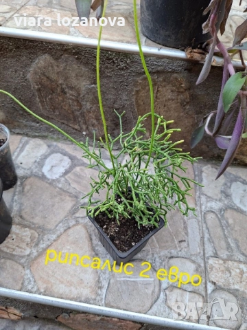 Различни цветя, снимка 14 - Стайни растения - 53278464