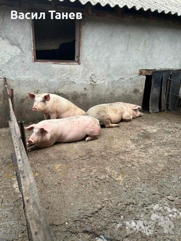 Продавам прасета, живо и трупно месо, снимка 2 - Прасета - 53167092