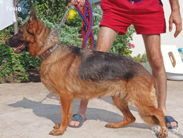 Продавам НОК, снимка 2 - Немска овчарка - 53309940