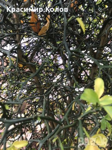 Портокал трилистен,Poncirus trifoliata, семена и растения, снимка 10 - Градински цветя и растения - 27077029