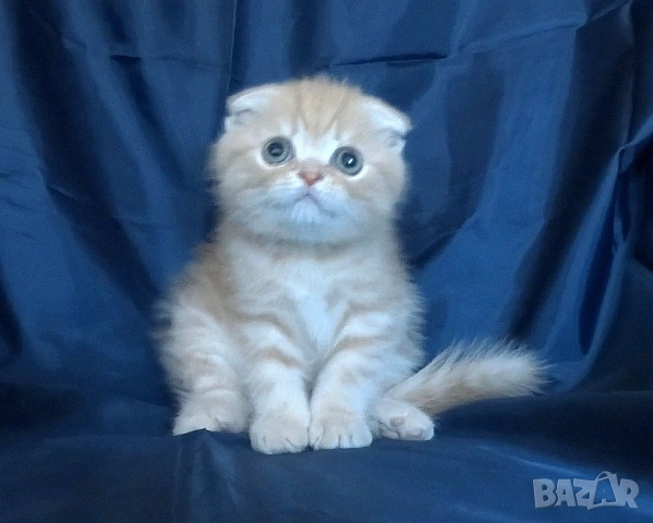 Клепоухи късокосмести котета, снимка 14 - Британска късокосместа - 43400066