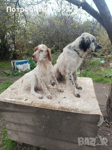 Английски сетер , снимка 2 - Английски сетери - 53130507