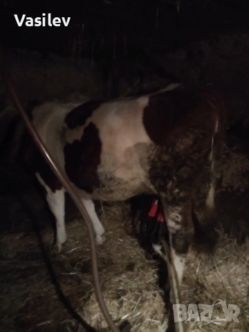 Крава монбилярд , снимка 4 - Крави - 53574601