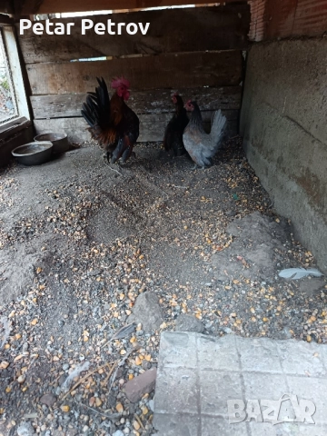 Декоративни кокошки , снимка 15 - Кокошки и пуйки - 51707427