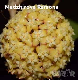 Hoya ah 032 , снимка 3 - Стайни растения - 52190430