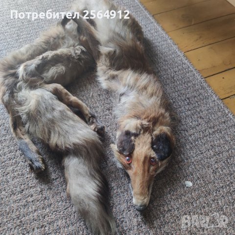 Продавам лисица , снимка 2 - Шалове - 37897185