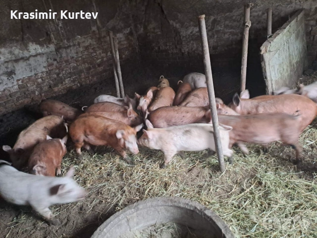 Малки Прасета бели и червени, снимка 3 - Прасета - 53229138