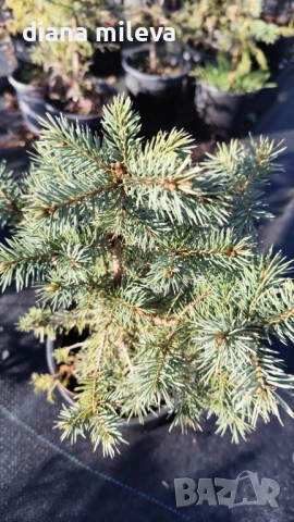 Сребрист смърч, Picea pungens 'Misty Blue', снимка 6 - Градински цветя и растения - 52436705